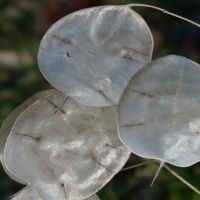 lip guy from monsters inc Revolution - *Monsters University*