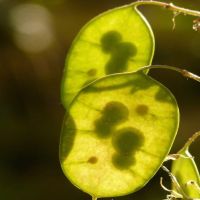 Money Plant | John Scheepers Kitchen Garden Seeds