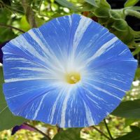 Flying Saucers Morning Glory | John Scheepers Kitchen Garden Seeds