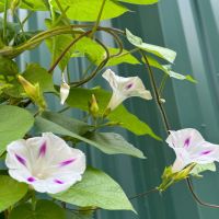 Blue Star Morning Glory | John Scheepers Kitchen Garden Seeds