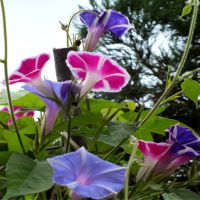 The Mount Fuji Morning Glory Mixture | John Scheepers Kitchen
