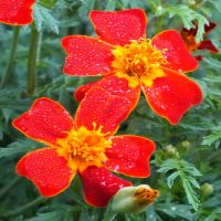 Paprika Signet Marigold | John Scheepers Kitchen Garden Seeds