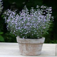 Blue Marvelette Calamint | John Scheepers Kitchen Garden Seeds