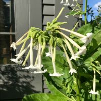 Only the Lonely Nicotiana | John Scheepers Kitchen Garden Seeds