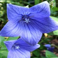 Florist Blue Balloon Flower | John Scheepers Kitchen Garden Seeds
