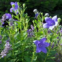 Florist Blue Balloon Flower | John Scheepers Kitchen Garden Seeds
