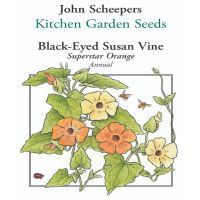 Superstar Orange Black Eyed Susan Vine | John Scheepers Kitchen
