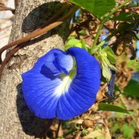 Butterfly Pea | John Scheepers Kitchen Garden Seeds