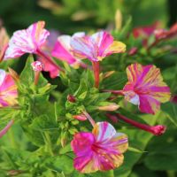 The Tricolor Marbles Four O'Clocks Mixture | John Scheepers