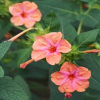 Salmon Sunset Four O'Clocks | John Scheepers Kitchen Garden Seeds