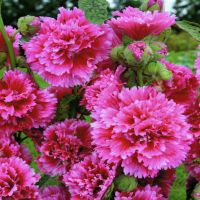 Fiesta Time Hollyhock | John Scheepers Kitchen Garden Seeds