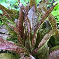 Really Red Deer-Tongue Lettuce | John Scheepers Kitchen Garden Seeds