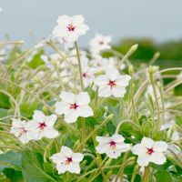 Angel Trumpets Four O'Clocks | John Scheepers Kitchen Garden Seeds