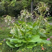 Only the Lonely Nicotiana