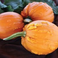 Toad Pumpkin | John Scheepers Kitchen Garden Seeds