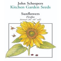 Firefox Sunflower | John Scheepers Kitchen Garden Seeds