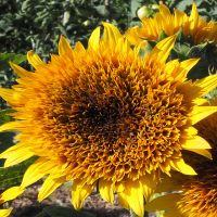 Firefox Sunflower | John Scheepers Kitchen Garden Seeds