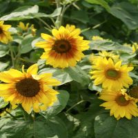 The Garden Gnome Dwarf Sunflower Mixture | John Scheepers Kitchen