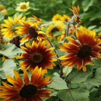 The Garden Gnome Dwarf Sunflower Mixture | John Scheepers Kitchen