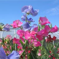 【thehighlights】lite big sweet pea medium The Knee High Sweet Pea Mixture | John Scheepers Kitchen Garden Seeds