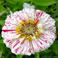 The Peppermint Stick Zinnia Mixture | John Scheepers Kitchen