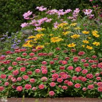 Zahara Double Raspberry Ripple Zinnia | John Scheepers Kitchen