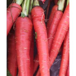 Atomic Red Carrot | John Scheepers Kitchen Garden Seeds