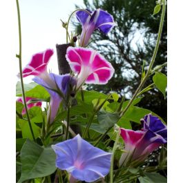 The Mount Fuji Morning Glory Mixture | John Scheepers Kitchen