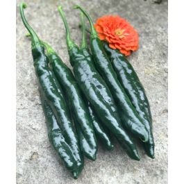 Pasilla Bajio Hot Chile Pepper | John Scheepers Kitchen Garden Seeds