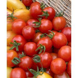 Mexico Midget Cherry Tomato | John Scheepers Kitchen Garden Seeds