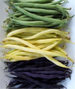 The Festive Filet Bean Blend