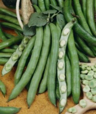 Supersette Fava Bean