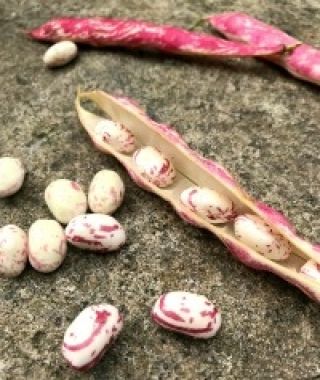 Borlotto Bush Bean