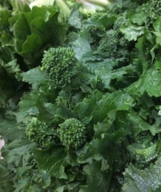 Cima di Rapa Broccoli Raab