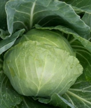 Katarina Baby Cabbage