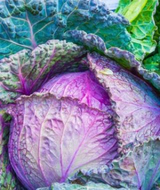 Purple Savoy Cabbage