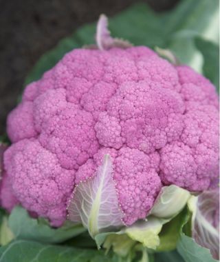 Cauliflower Amethyst