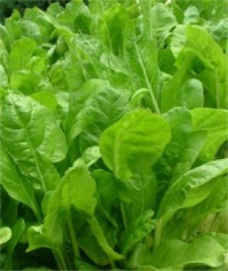 Argentata Swiss Chard