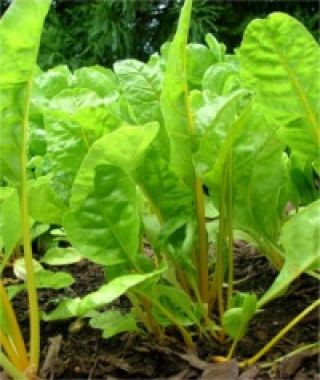 Orange Chiffon Swiss Chard
