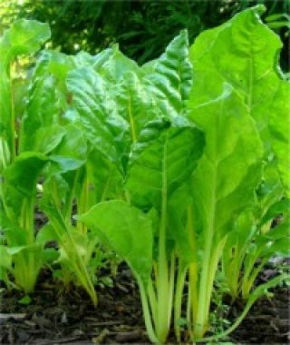 Golden Sunrise Yellow Swiss Chard 