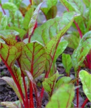 Classic Rhubarb Swiss Chard