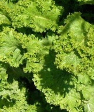 Green Wave Mustard Greens