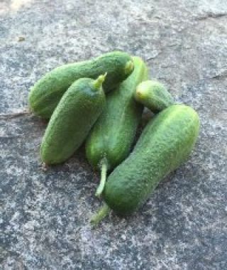 Moringa Pickling Cucumber