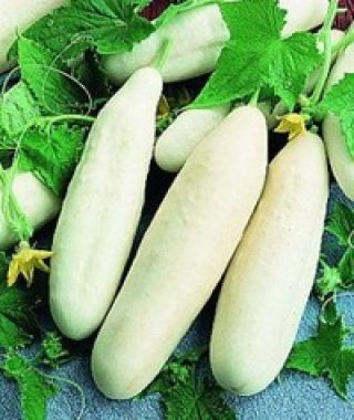 White Wonder Cucumber