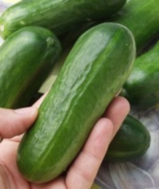 Iznik Bush Cucumber
