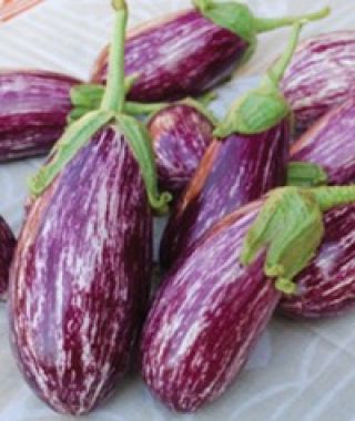 Listada de Gandia Eggplant