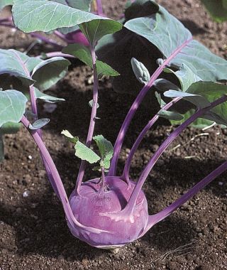 Azure-Star Kohlrabi