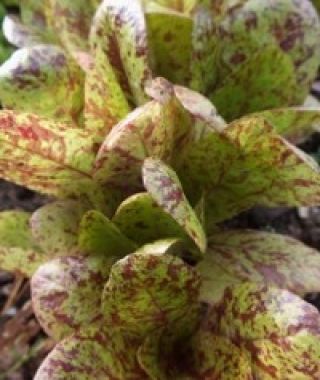 Flashy Troutback Lettuce