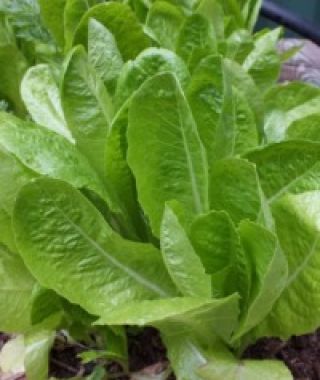 Jericho Romaine Lettuce
