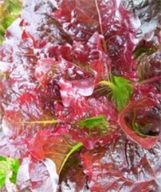 Outredgeous Romaine Lettuce